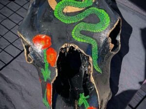 Cow Skulls