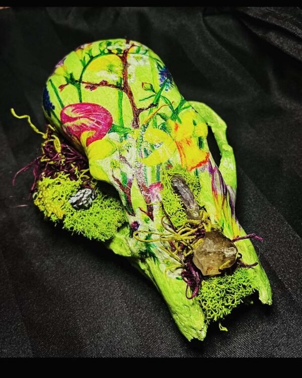 SpringMoss Coyote Skull