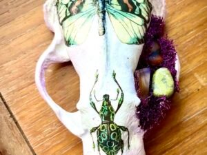 Badger Skull with butterfly