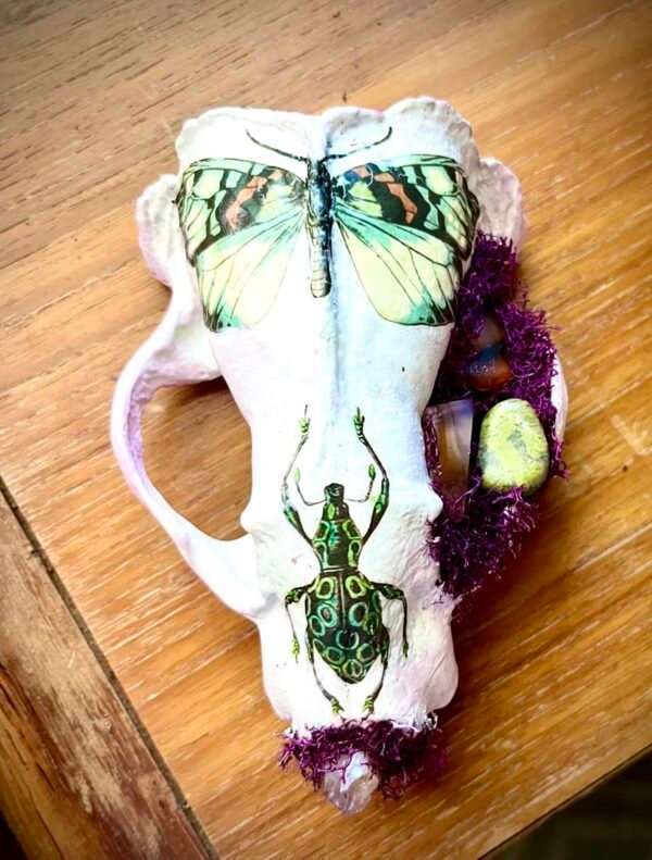 Badger Skull with butterfly