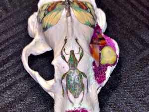 Badger Skull with butterfly - Image 4