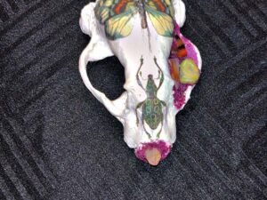 Cow Skulls - Image 16