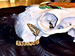 Cow Skulls - Image 10