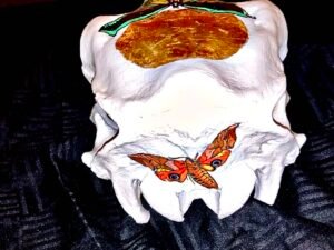 Cow Skulls - Image 11