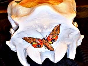 Cow Skulls - Image 12