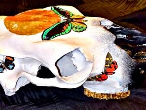Cow Skulls - Image 13