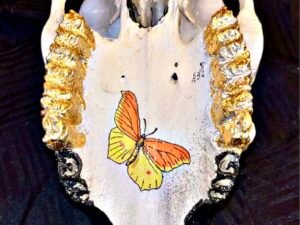 Cow Skulls - Image 14