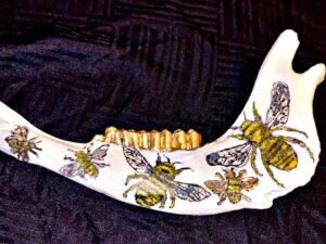 Cow Jaw Bones - Image 2